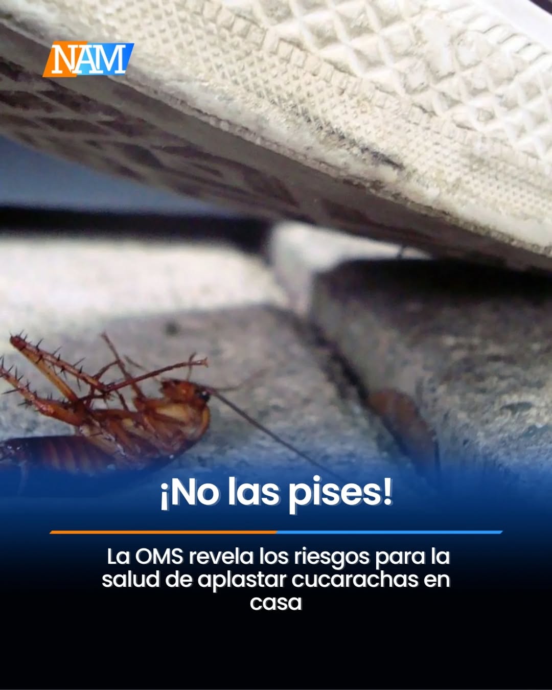 No, la OMS no ha emitido ninguna alerta sobre riesgos al aplastar cucarachas.