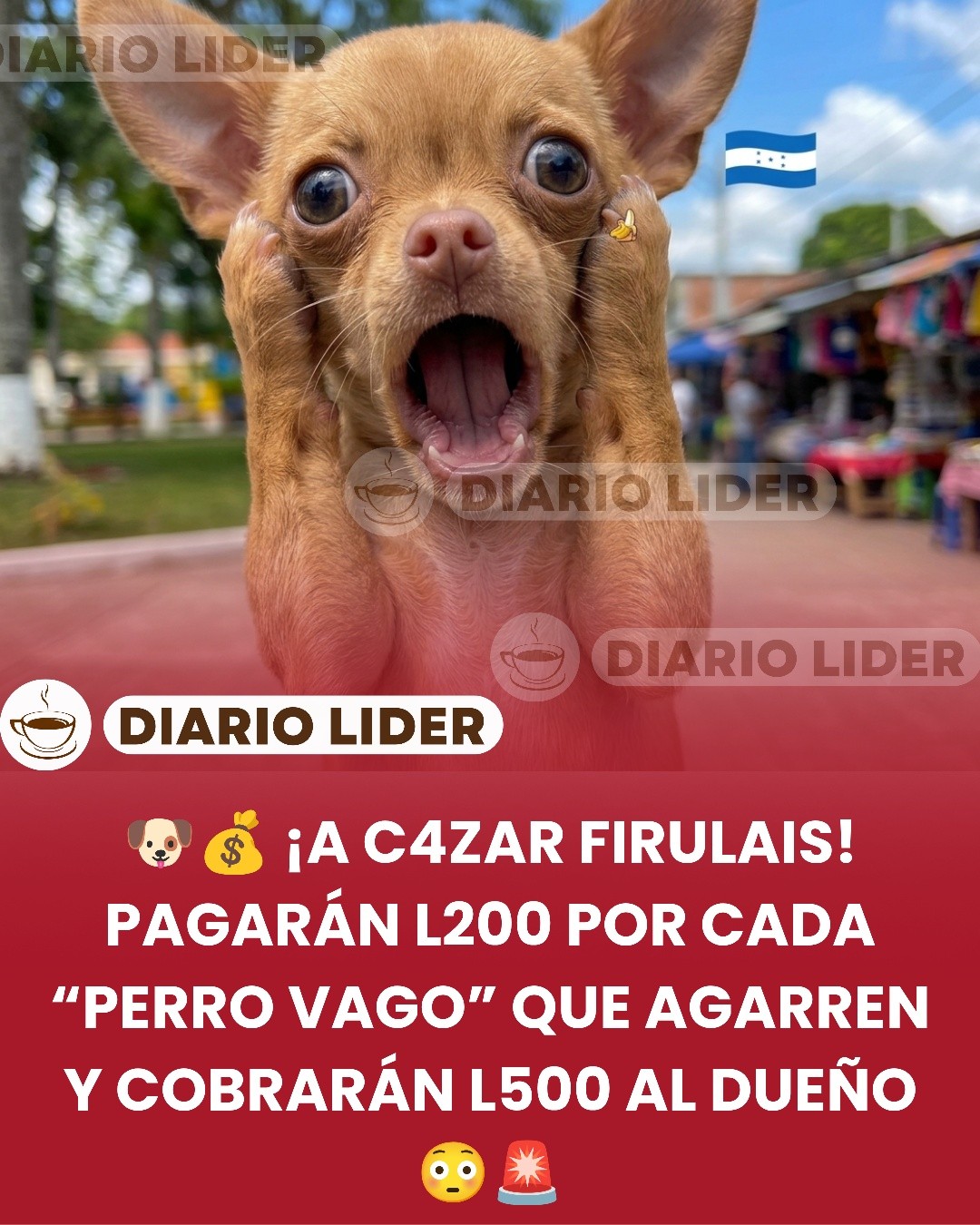 Sí, alcalde de Teupasenti propuso pagar por perros recogidos de la calle y cobrar L500 a dueños